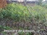 pépinière de Kidogos