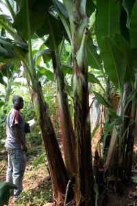 Idjwi Sud - Projet pilote de remplacement des bananeraies (2)