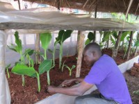 Projet Wilt-bananiers - Visite CADI (5)